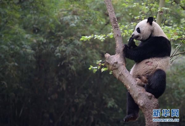 新澳门四不像凤凰版背后的犯罪问题探究