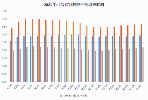 山东鲜姜最新价格行情分析